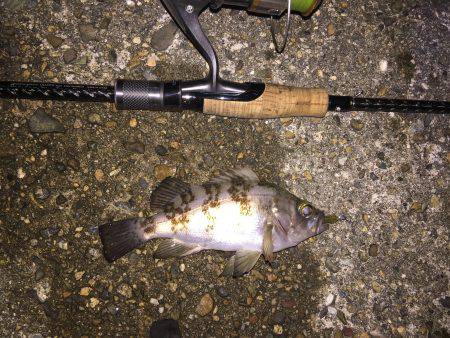 ライトゲーム釣行